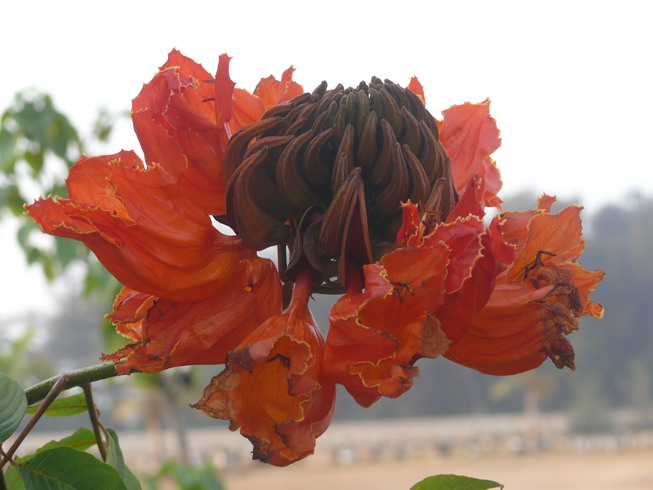 flora incognita